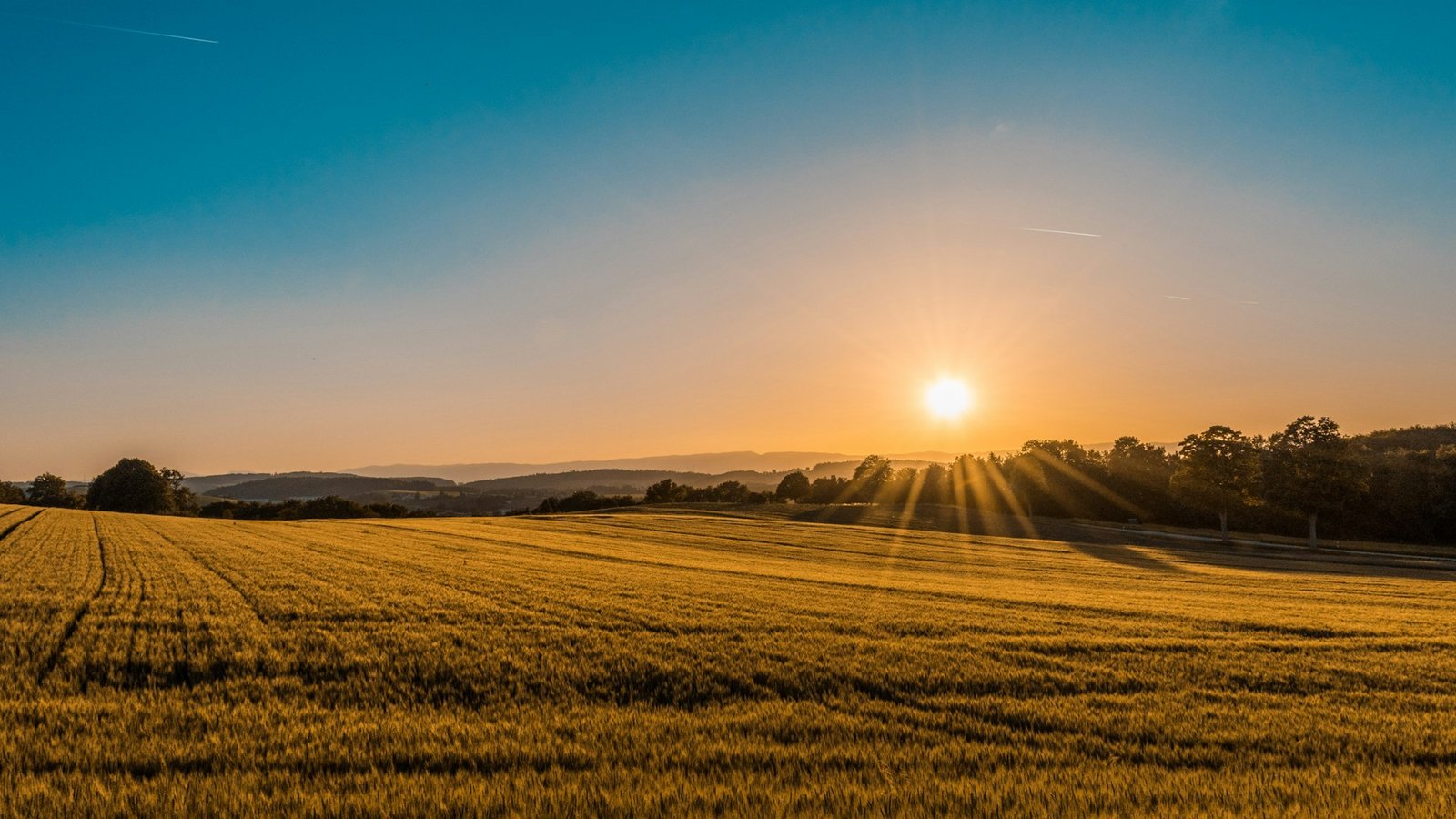 Agriculture landscape at sunrise